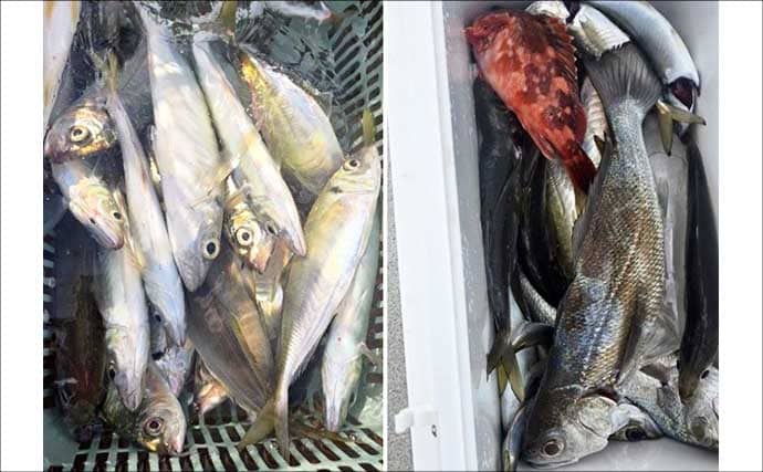 関西エリアの【船釣り特選釣果】サビキマダイ本格化！60cm級大型交じりで数釣り達成