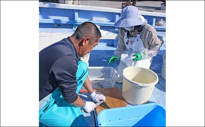 「暗いうちがチャンス」大原沖ショウサイフグ釣りは朝マズメが狙いめ【千葉・春日丸】