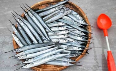 「夫婦合わせて束釣り達成！」敦賀港のサヨリ釣りで本命104匹キャッチ【福井】