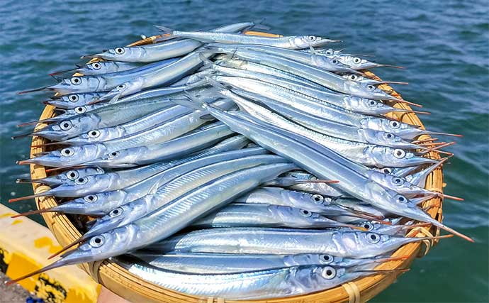 「夫婦合わせて束釣り達成!」敦賀港のサヨリ釣りで本命104匹キャッチ【福井】