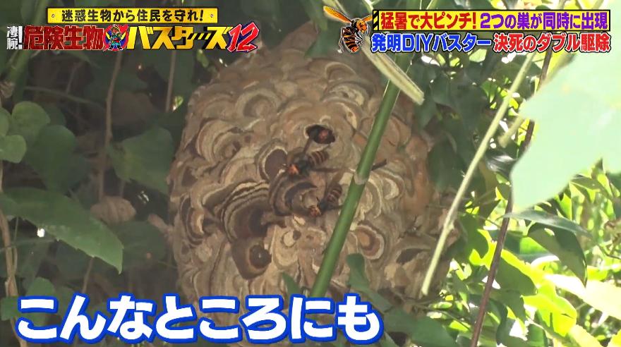 危険生物