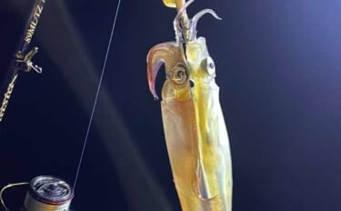 鶏のささ身にササイカ（ヤリイカ）連発！【山口】波止エギングで本命50尾キャッチ