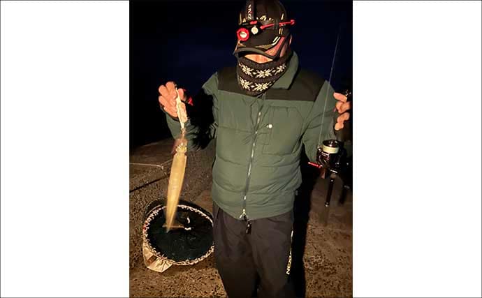 鶏のささ身にササイカ（ヤリイカ）連発！【山口】波止エギングで本命50尾キャッチ
