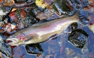 極寒の田村川で放流魚狙いの渓流釣り【滋賀】雪中ラン＆ガンで42cmのニジマス手中