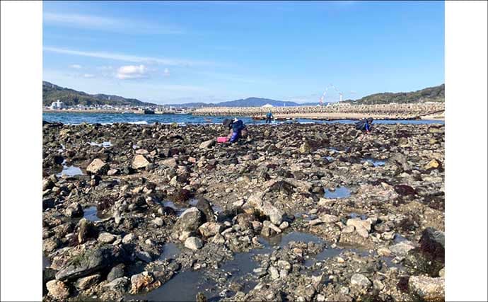 「わずか1時間でバケツ満パン！」前の尻海岸での潮干狩りで5cm級良型アサリがザクザク
