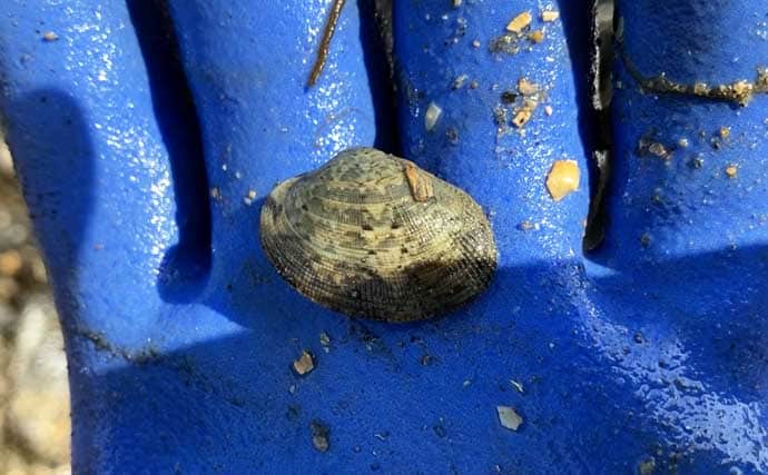 「わずか1時間でバケツ満パン！」前の尻海岸での潮干狩りで5cm級良型アサリがザクザク