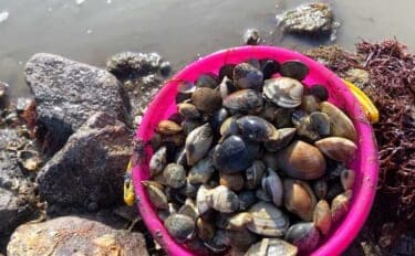 「わずか1時間でバケツ満パン！」前の尻海岸での潮干狩りで5cm級良型アサリがザクザク
