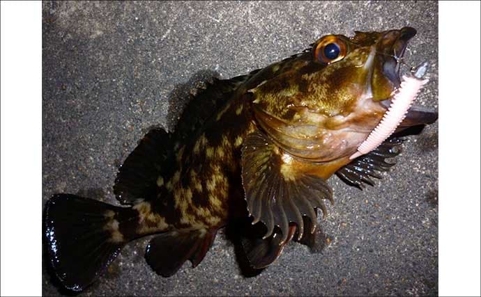 「パワーイソメが効いた！」四日市港ライトゲームで良型カサゴ連発【三重】