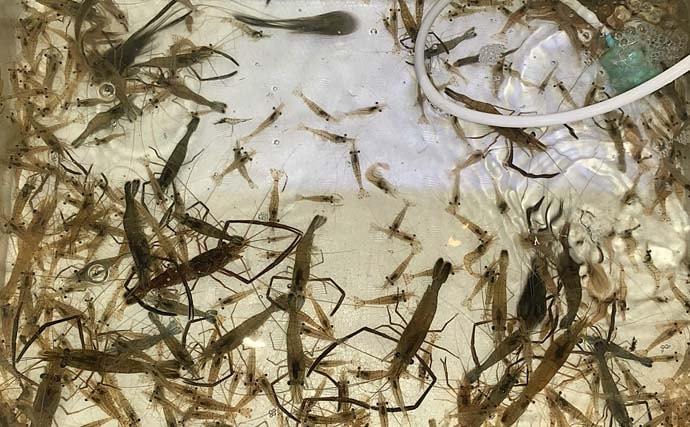 衣浦海底トンネルのエビまき釣りでスズキ70cm＆マダカ65cm浮上【愛知】クロダイ44cmも登場