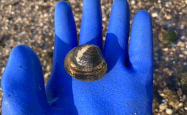 冬の潮干狩りで4cm級含みアサリ20個を好捕【愛知・新舞子海岸】 穴を探すことがコツ？