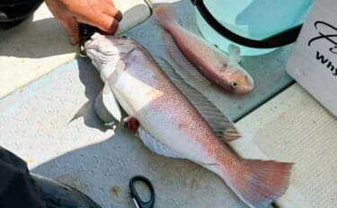 和歌山沖のアマダイ釣りで45cm超え登場! 浅場攻略で良型続出