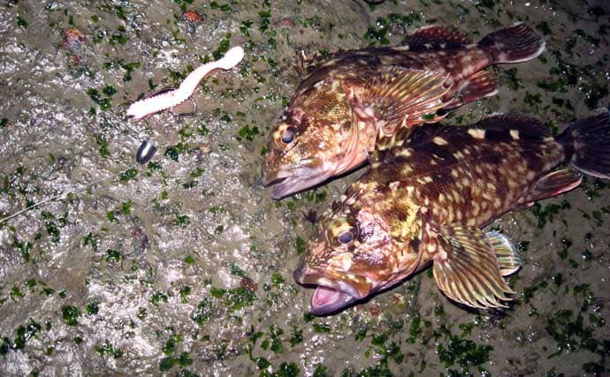 冬のルアーカサゴ釣り攻略ガイド　【効果抜群のワームリグ4選】