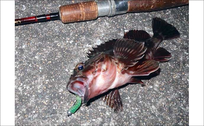 冬のルアーカサゴ釣り攻略ガイド　【効果抜群のワームリグ4選】