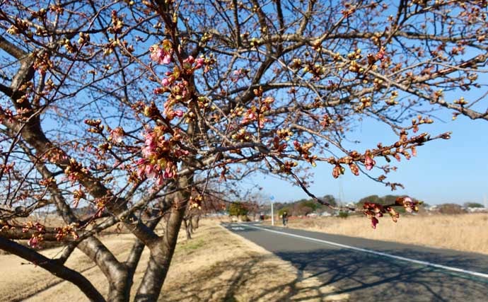 今週のヘラブナ推薦釣り場2026【千葉・大津川】