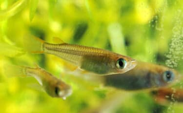 メダカは冬眠する魚!「冬はどうすればいい?」 屋外飼育で気をつけたい3つのこと