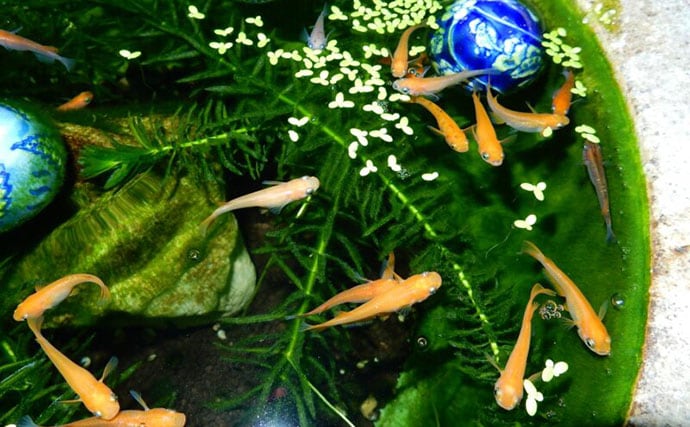 メダカは冬眠する魚！「冬はどうすればいい？」 屋外飼育で気をつけたい3つのこと