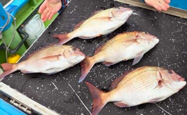 東京湾のコマセマダイ釣り完全解説 タックル・指示ダナ・誘いの基本を総まとめ