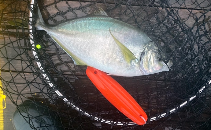 仲間と貸切で海上釣り堀を満喫【正徳丸】青物不発もマダイ・シマアジ・ヒラメを手中