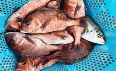 仲間と貸切で海上釣り堀を満喫【正徳丸】青物不発もマダイ・シマアジ・ヒラメを手中