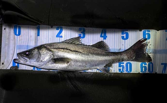 連日60cm超え良型シーバスと対面成功！ 冬は水温が少しでも高い場所を探すべし