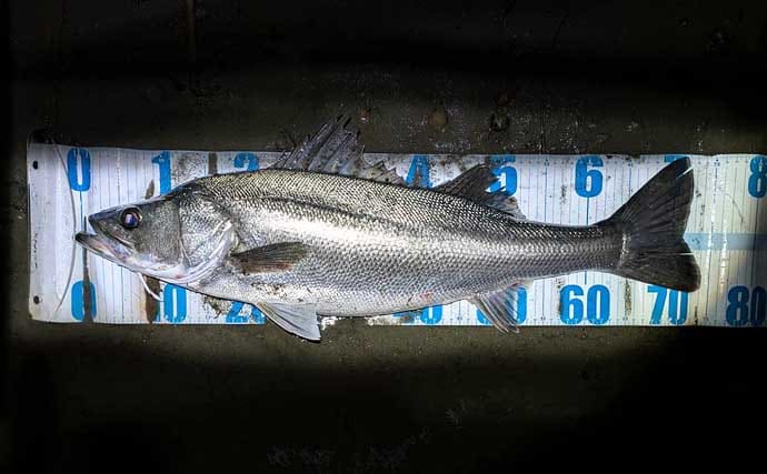 連日60cm超え良型シーバスと対面成功！ 冬は水温が少しでも高い場所を探すべし