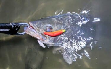 連日60cm超え良型シーバスと対面成功！ 冬は水温が少しでも高い場所を探すべし