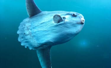 のんびり海を漂うユニークな巨大魚<マンボウ> 実はとても美味しい魚だった?