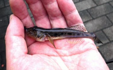 「潮変化を読んで良型連発!」佃堀のハゼ釣りで37尾キャッチ【東京・中央区】