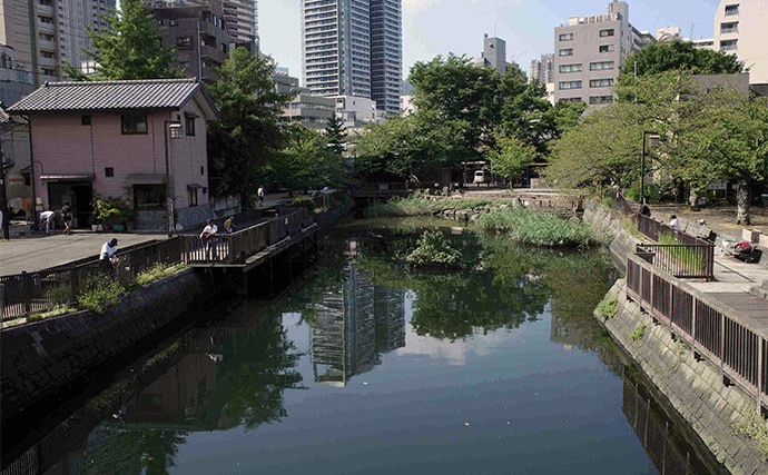 「潮変化を読んで良型連発！」佃堀のハゼ釣りで37尾キャッチ【東京・中央区】