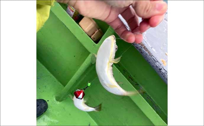 秋の船カワハギ釣りで本命と対面成功【愛知・おざき丸】ゼロテンション後の空アワセで連発