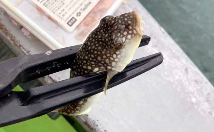 秋の船カワハギ釣りで本命と対面成功【愛知・おざき丸】ゼロテンション後の空アワセで連発