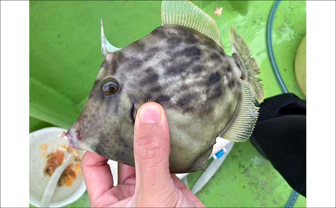 秋の船カワハギ釣りで本命と対面成功【愛知・おざき丸】ゼロテンション後の空アワセで連発