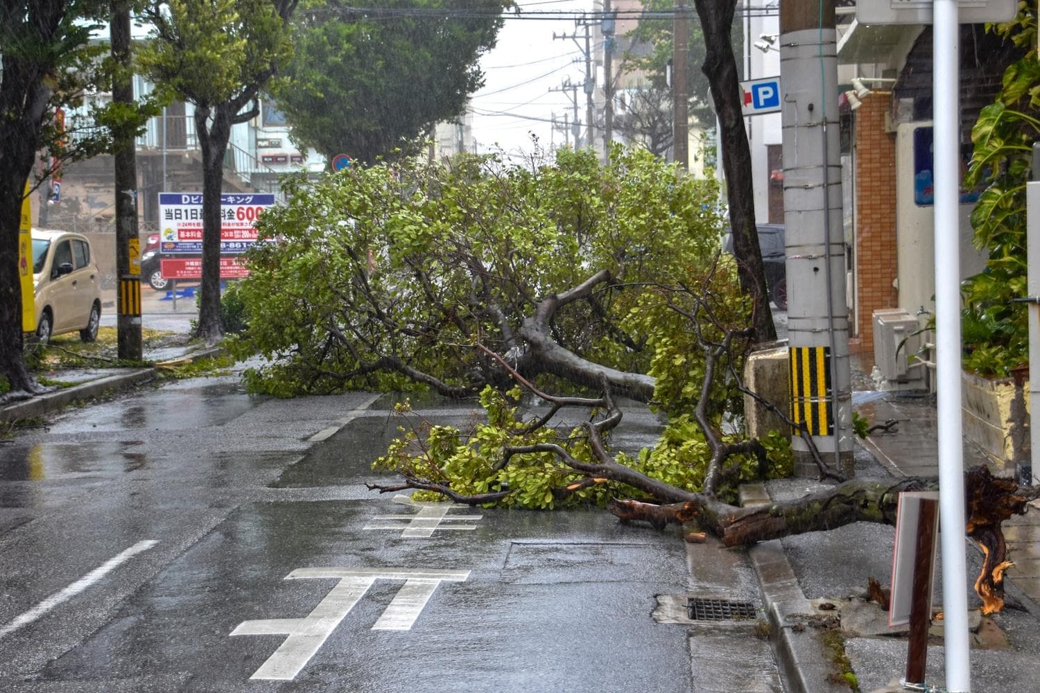 今年の梅雨は大雨？夏の猛暑は？異常気象の権威に“日本の気候がおかしいワケ”を聞く