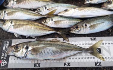 相浜港のサビキ釣りで30cm超えの良型アジが連発!【千葉】フカセ釣りではクロダイもヒット