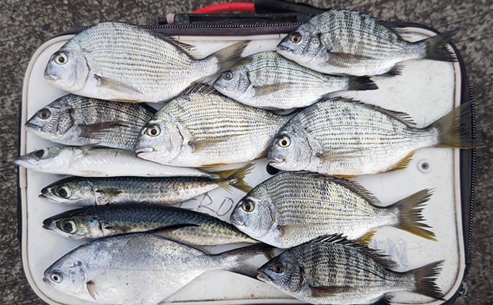 相浜港のサビキ釣りで30cm超えの良型アジが連発！【千葉】フカセ釣りではクロダイもヒット