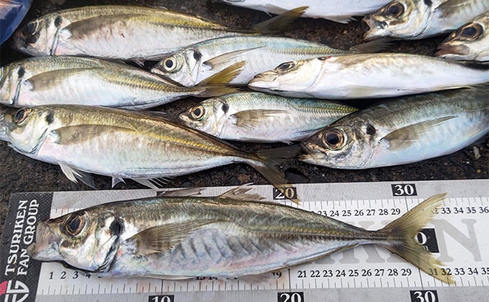 相浜港のサビキ釣りで30cm超えの良型アジが連発！【千葉】フカセ釣りではクロダイもヒット