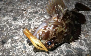 厳寒期のルアー釣りでカサゴが連発！チューブワームのダートアクションに好反応【岡山】