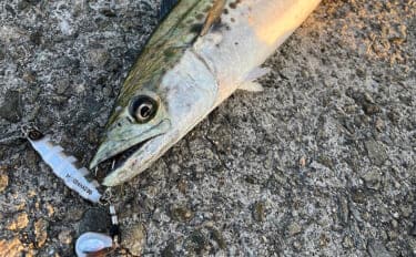 波止でのショアジギング釣行で50cm級肉厚サゴシをキャッチ!【大阪・泉南】