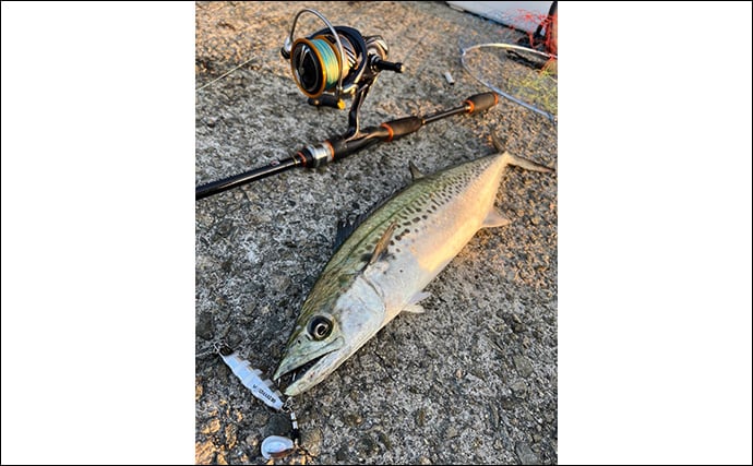 波止でのショアジギング釣行で50cm級肉厚サゴシをキャッチ！【大阪・泉南】