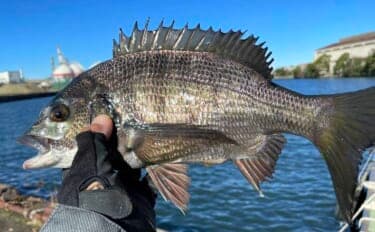 稲毛海浜公園のヘチ釣りでクロダイ2尾手中【千葉】フジツボ餌に好反応