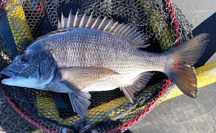 稲毛海浜公園のヘチ釣りでクロダイ2尾手中【千葉】フジツボ餌に好反応