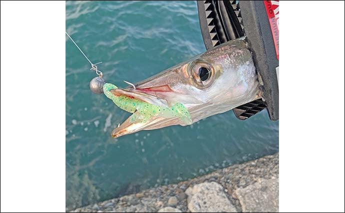 内房・外房エリアでのカマスゲームで本命と対面成功【千葉】回遊は気まぐれか