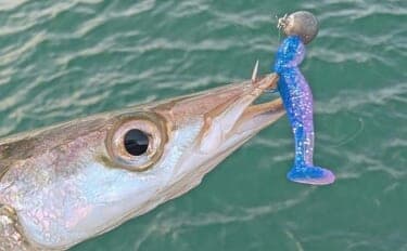 内房・外房エリアでのカマスゲームで本命と対面成功【千葉】回遊は気まぐれか