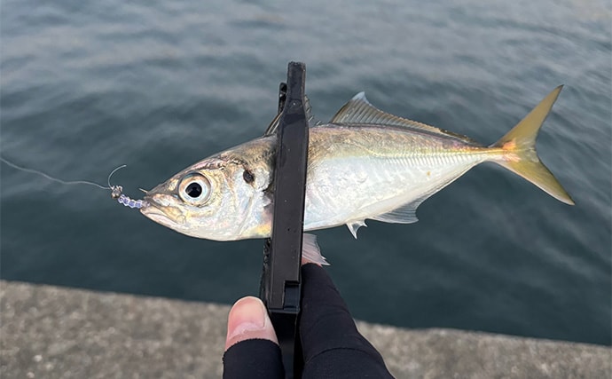 「居着きアジと回遊アジでは釣り方が違う！」 それぞれの特徴と釣り方を解説