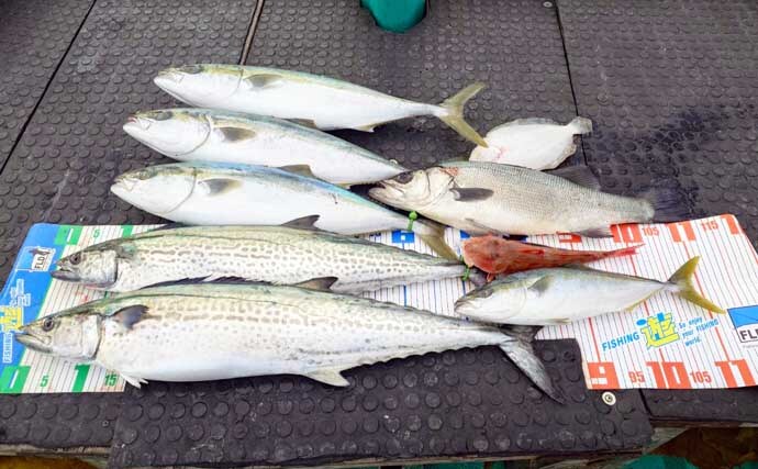 【沖のルアー釣果速報】トンジギで24kg級巨大タネトン浮上！カツオもヒット（三重）