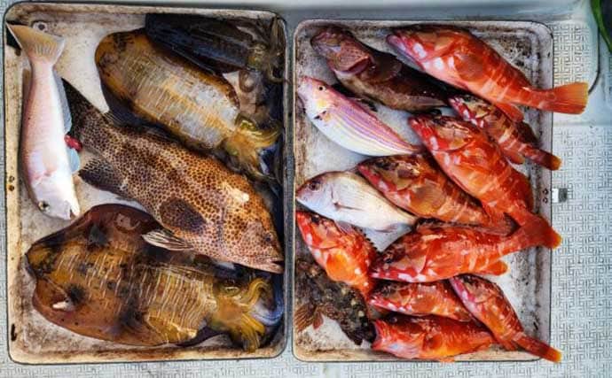 【沖のルアー釣果速報】トンジギで24kg級巨大タネトン浮上！カツオもヒット（三重）