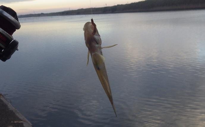 落ちハゼ釣りで13cm頭にマハゼ9匹をキャッチ【千葉】釣れれば良型率高め