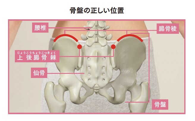 骨盤の正しい位置【背骨コンディショニング】