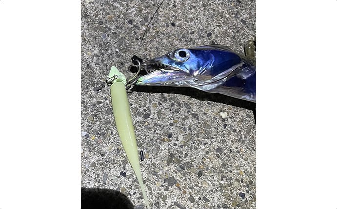 日本の「二季化」が進むと釣りの未来はどうなる？　短期集中の爆釣傾向が高まる予感