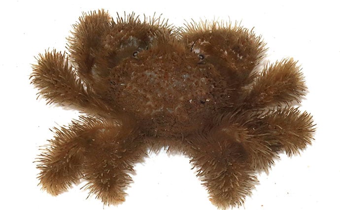 毛深くて可愛いけど絶対に食べてはいけない<ケブカガニ> 有毒カニは爪先が黒い?